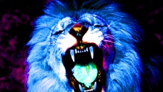 Gallery_lion