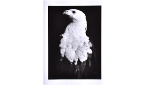 RA_Eagle